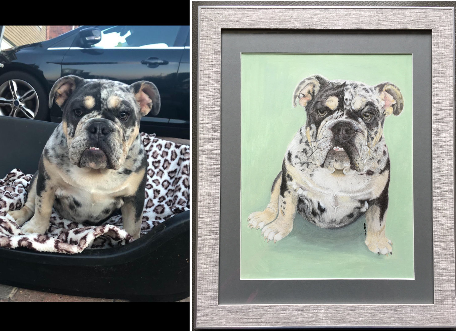 Delilah a Tri Merle Bulldog pup