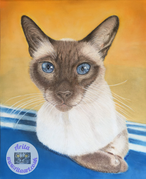 Romeo a rescue Siamese for his Foster mum Jane