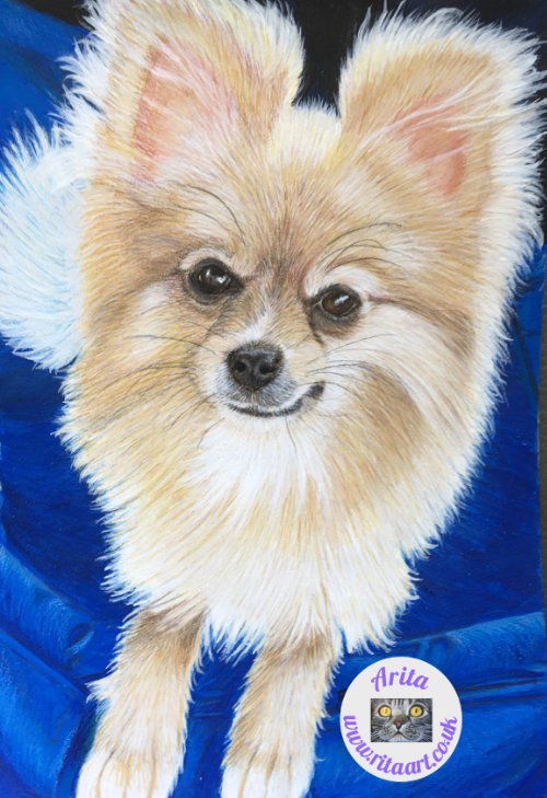 Chelseys' cute Pom Charlie