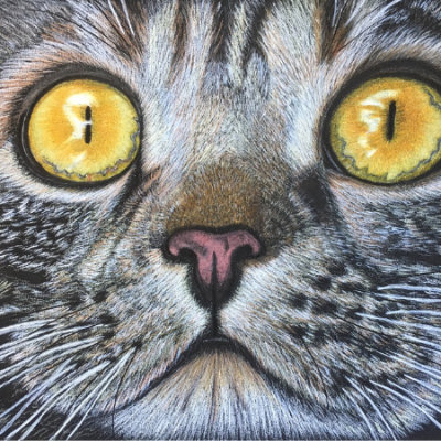 Golden Eyes A5 in Colour Pencil Sold Golden Eyes A5 in Colour Pencil