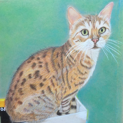 Sagira, Colour pencil