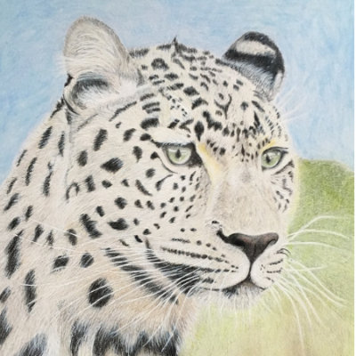 Snow Leopard,Colour pencil