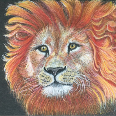 Firey Lion,Colour pencil