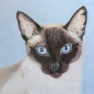 Talia, Colour pencil