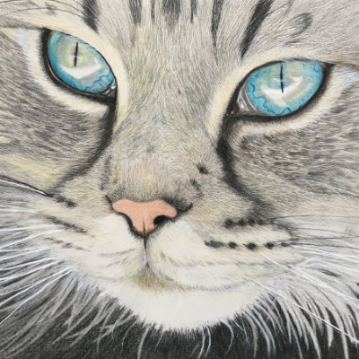 Laguna, Colour pencil