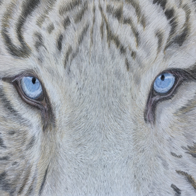 Tiger - Lightfast colour pencil drawing