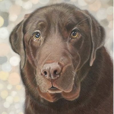 Buster with a Bokeh background Buster with a Bokeh background