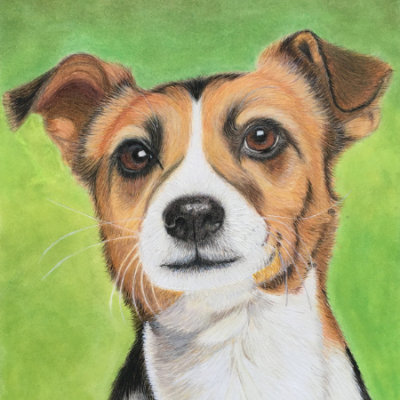 Jack Polychromos. 6901 & Pablo Colour Pencil Colour Pencil Jack Russell