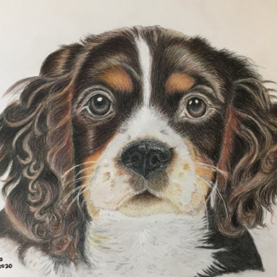 Cavalier in Colour Pencil
