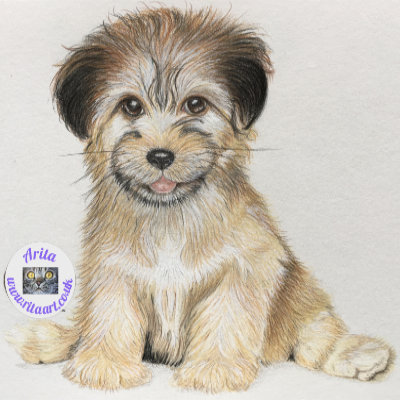 Havenese Pup in Colour Pencil