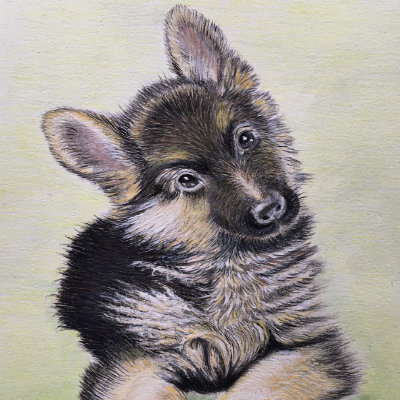 Alsation pup, Colour pencil