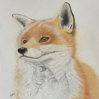 Mr Fox in  Colour pencil