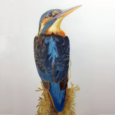 Kingfisher Polychromos & Pablo Colour Pencil