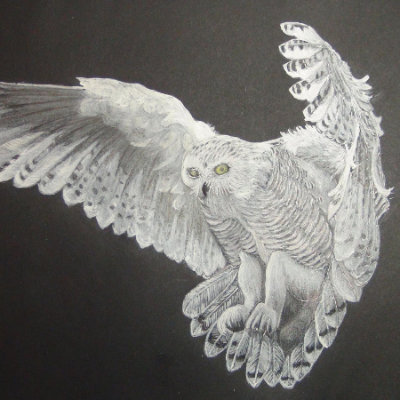 Snowly Owl, White pencil