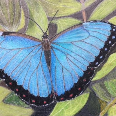 Cerulean Blue Butterfly Colour pencil drawing