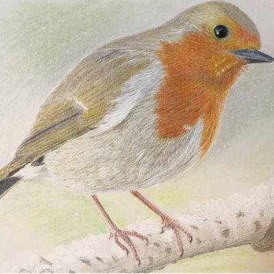 Robin, Colour pencil