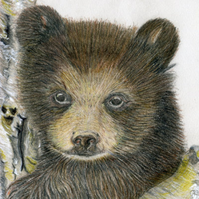 Bear cub, mixed media on 23x30.4 cm(9 x 12inch) Mixed media card