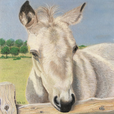 Foal-Polychromos & Pablo Colour Pencil Lightfast colour pencil drawing of Foal