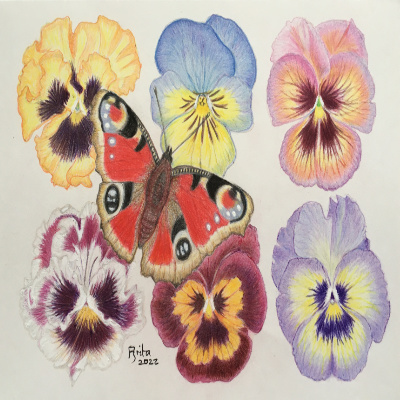 Visiting Pansies - Colour Pencil
