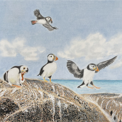 Colour Pencil + Windsor and Newton Acrylics Puffins on Acrylic and CP